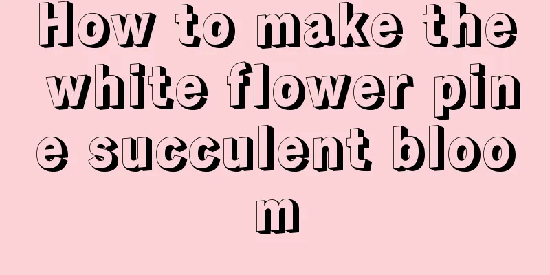 How to make the white flower pine succulent bloom