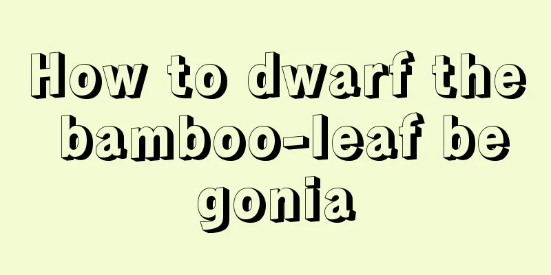 How to dwarf the bamboo-leaf begonia