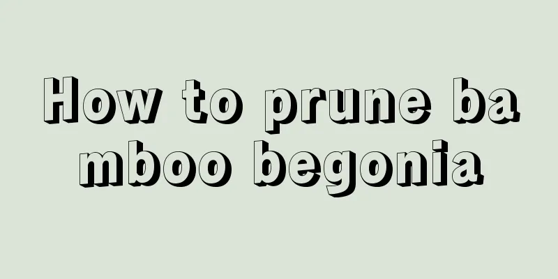 How to prune bamboo begonia