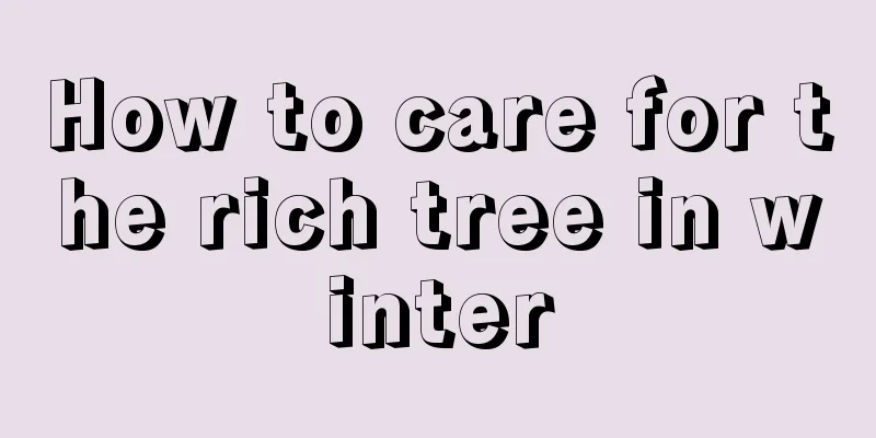 How to care for the rich tree in winter