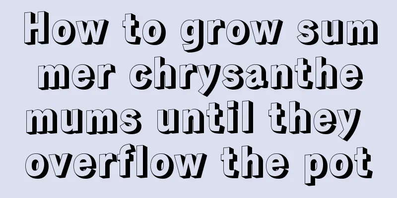 How to grow summer chrysanthemums until they overflow the pot