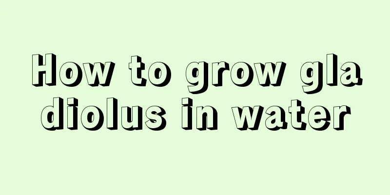 How to grow gladiolus in water