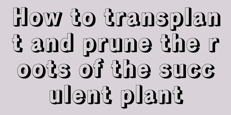 How to transplant and prune the roots of the succulent plant