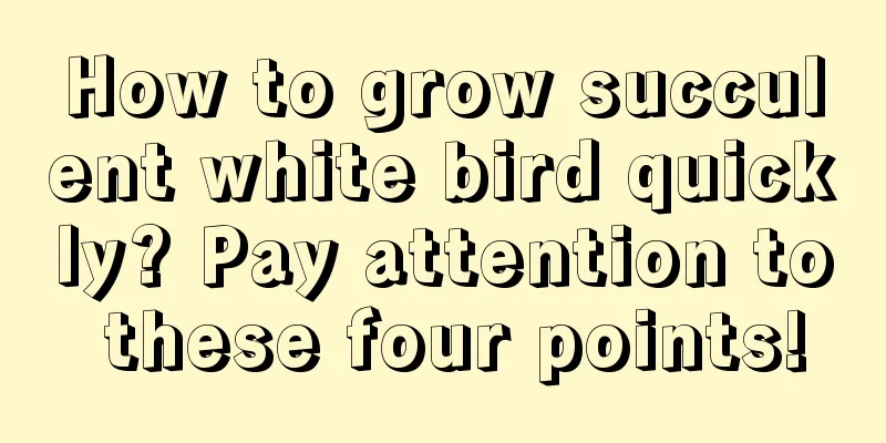 How to grow succulent white bird quickly? Pay attention to these four points!