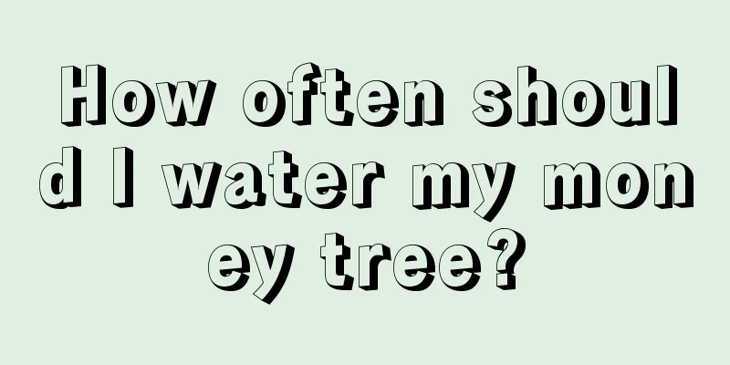 How often should I water my money tree?