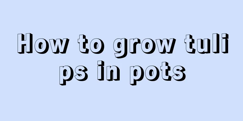 How to grow tulips in pots