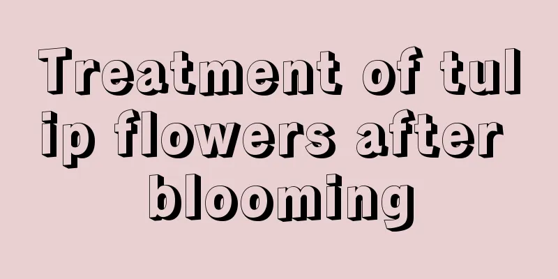 Treatment of tulip flowers after blooming