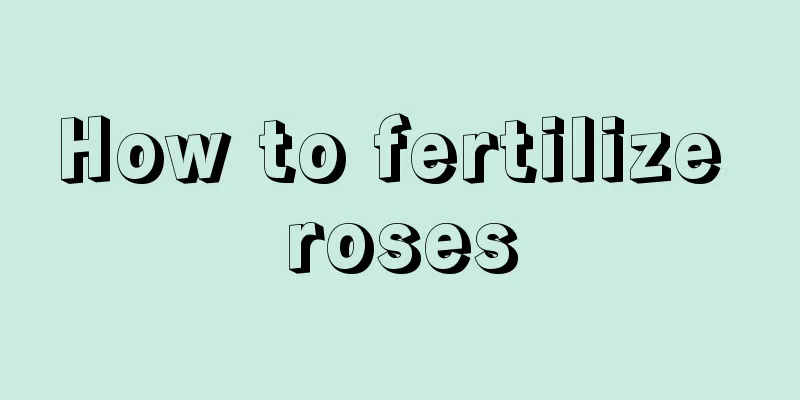 How to fertilize roses