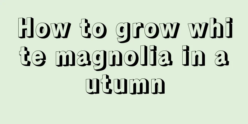 How to grow white magnolia in autumn