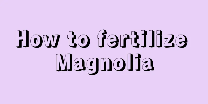 How to fertilize Magnolia