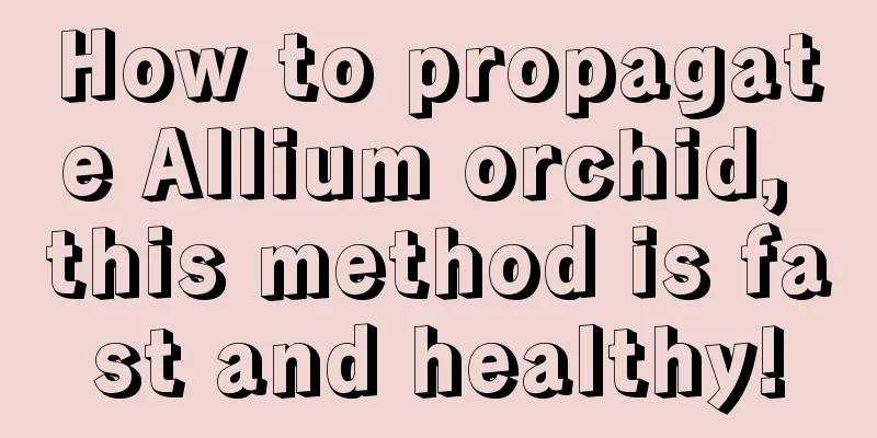 How to propagate Allium orchid, this method is fast and healthy!