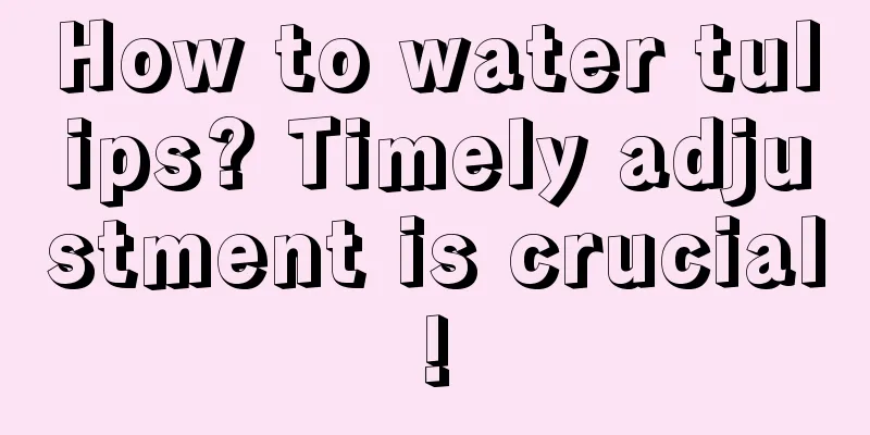 How to water tulips? Timely adjustment is crucial!