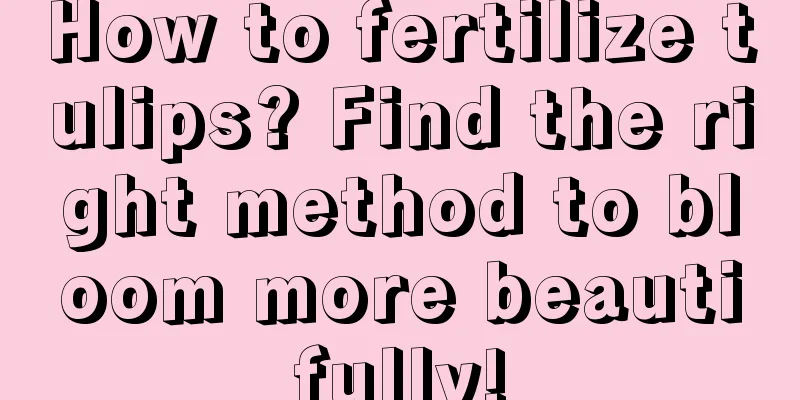 How to fertilize tulips? Find the right method to bloom more beautifully!