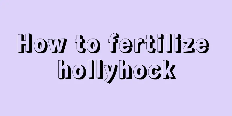 How to fertilize hollyhock