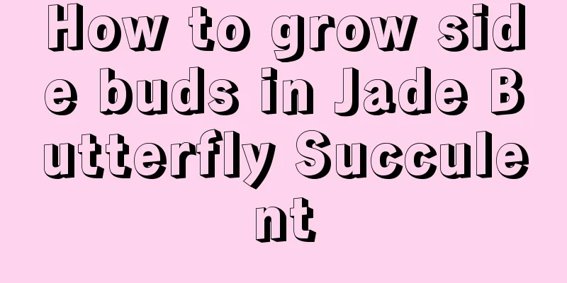 How to grow side buds in Jade Butterfly Succulent