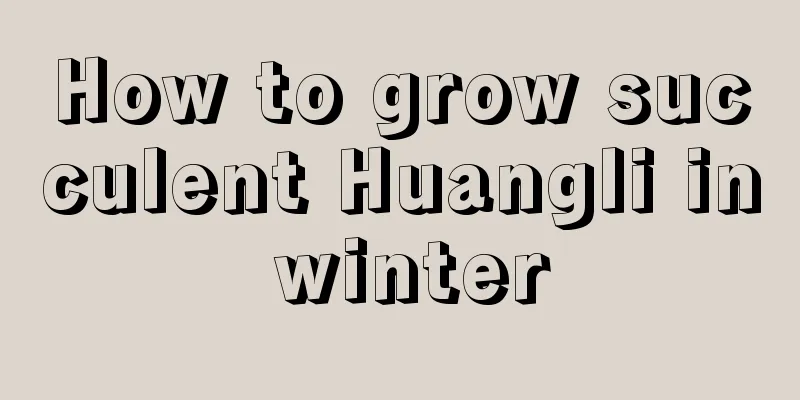 How to grow succulent Huangli in winter