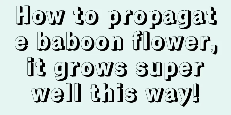 How to propagate baboon flower, it grows super well this way!