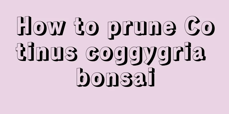 How to prune Cotinus coggygria bonsai