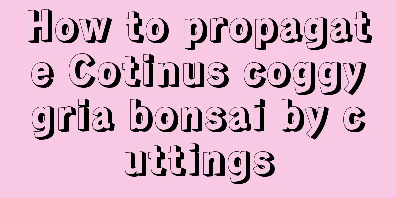 How to propagate Cotinus coggygria bonsai by cuttings