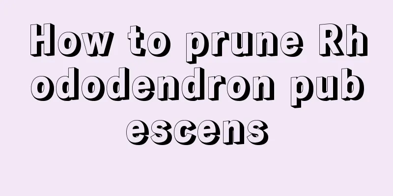 How to prune Rhododendron pubescens