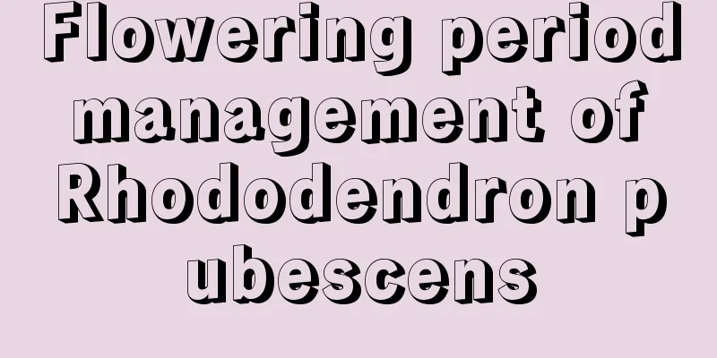 Flowering period management of Rhododendron pubescens