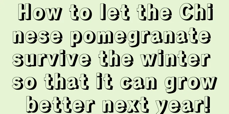 How to let the Chinese pomegranate survive the winter so that it can grow better next year!