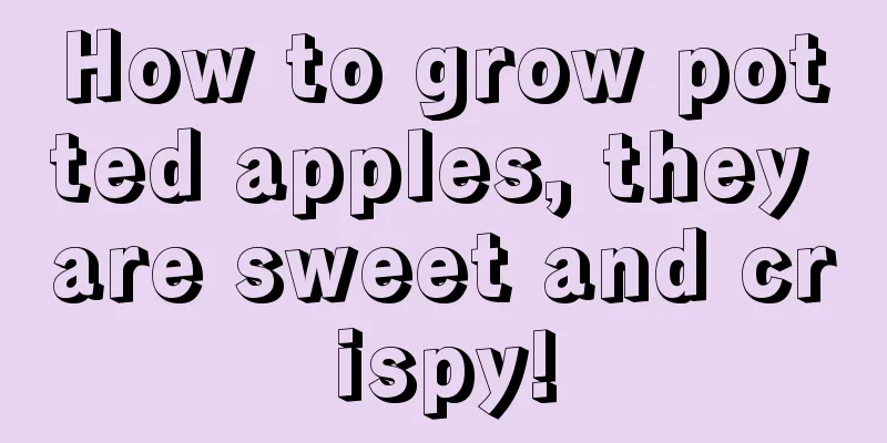 How to grow potted apples, they are sweet and crispy!