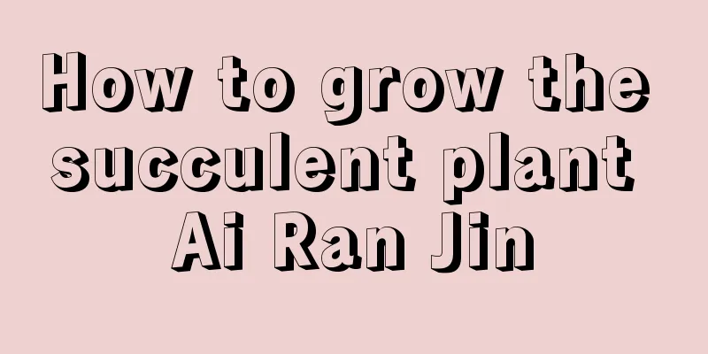 How to grow the succulent plant Ai Ran Jin