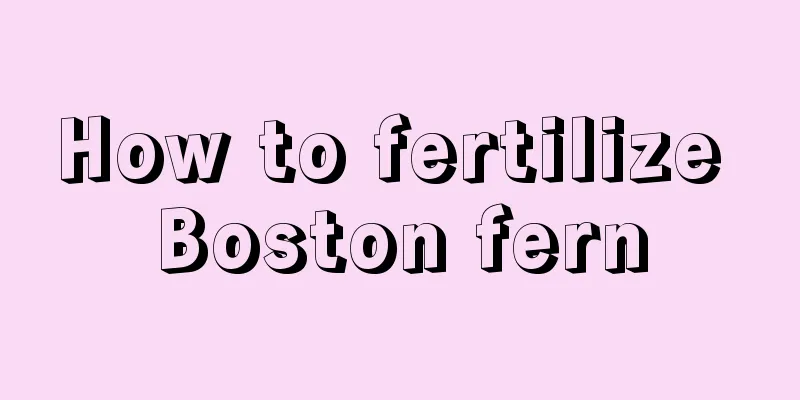 How to fertilize Boston fern