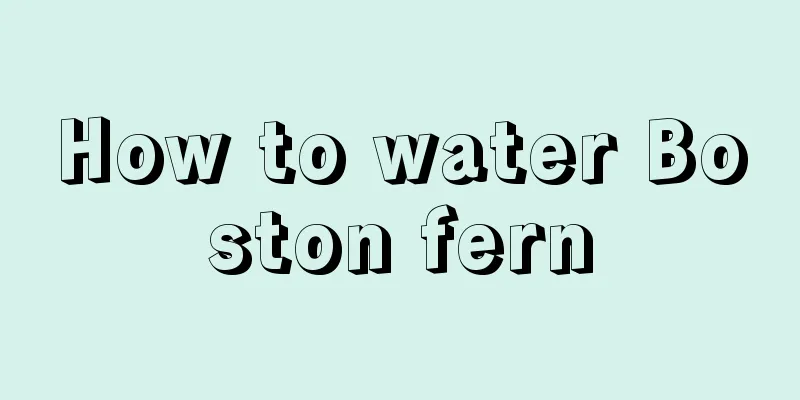 How to water Boston fern