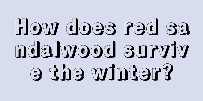 How does red sandalwood survive the winter?