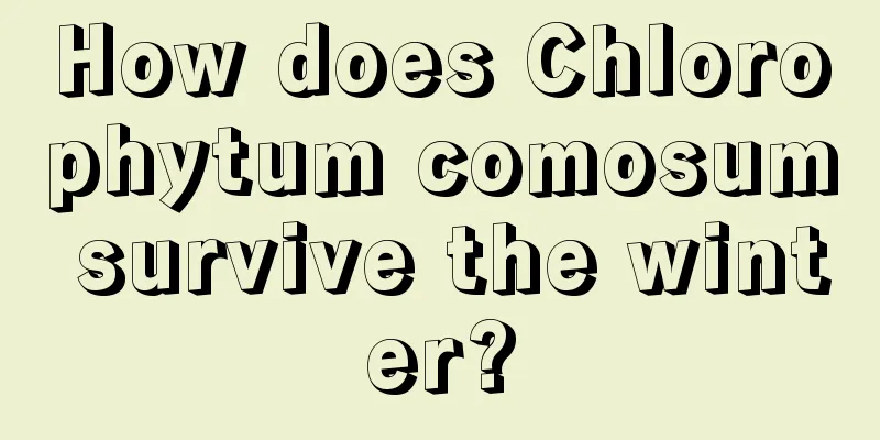 How does Chlorophytum comosum survive the winter?