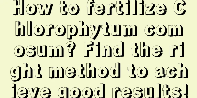 How to fertilize Chlorophytum comosum? Find the right method to achieve good results!