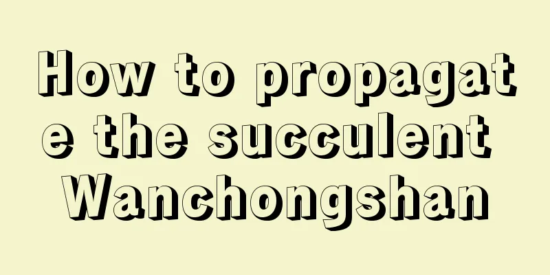 How to propagate the succulent Wanchongshan