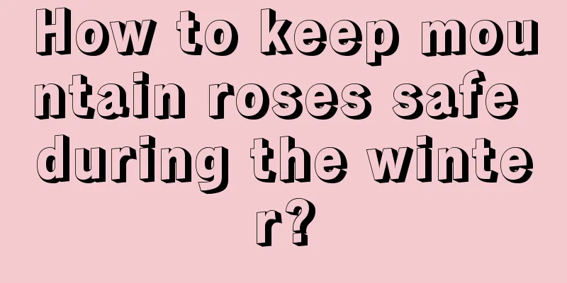 How to keep mountain roses safe during the winter?