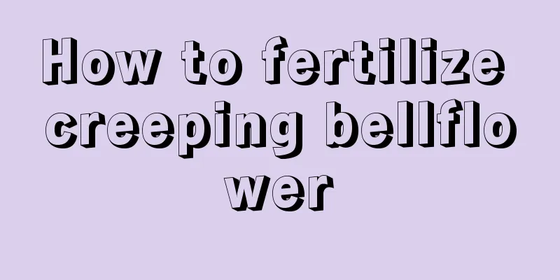 How to fertilize creeping bellflower