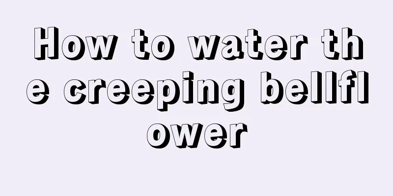 How to water the creeping bellflower