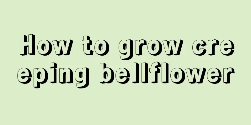 How to grow creeping bellflower