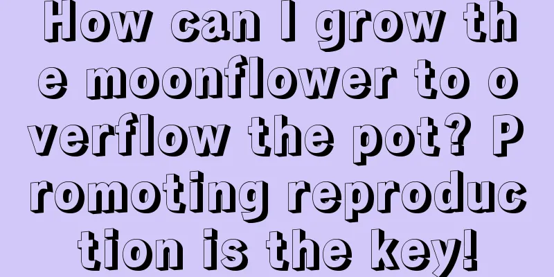 How can I grow the moonflower to overflow the pot? Promoting reproduction is the key!