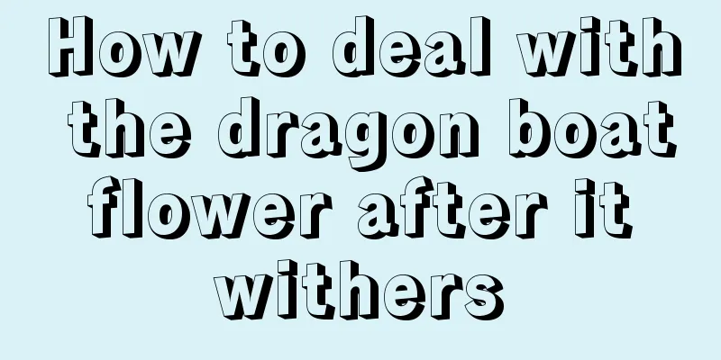 How to deal with the dragon boat flower after it withers