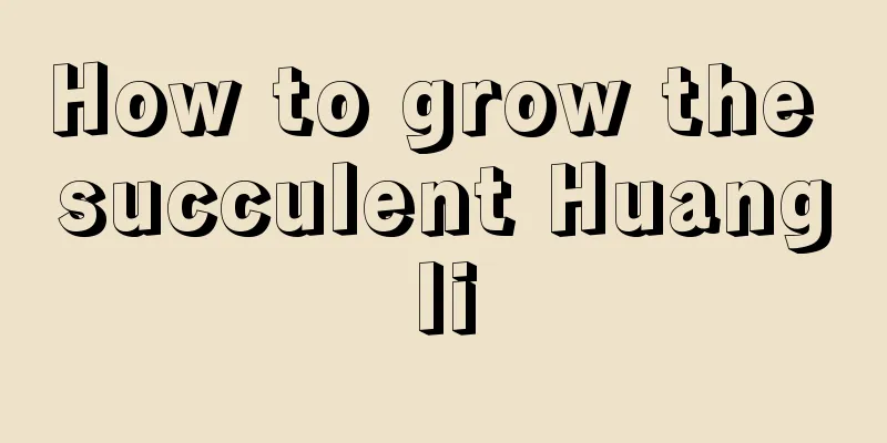 How to grow the succulent Huangli