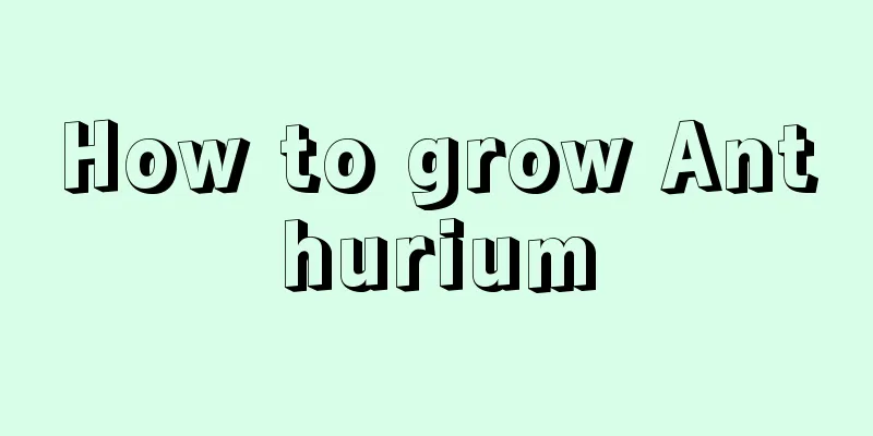 How to grow Anthurium