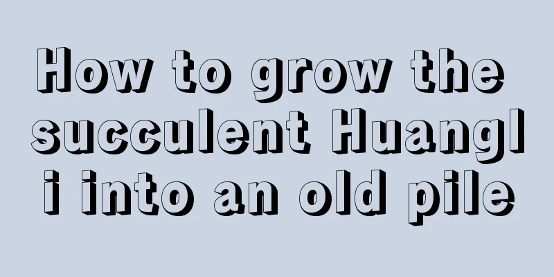 How to grow the succulent Huangli into an old pile