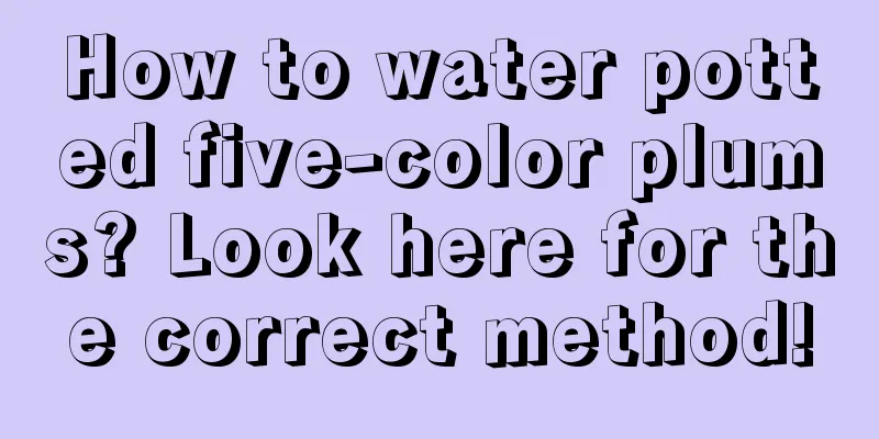 How to water potted five-color plums? Look here for the correct method!