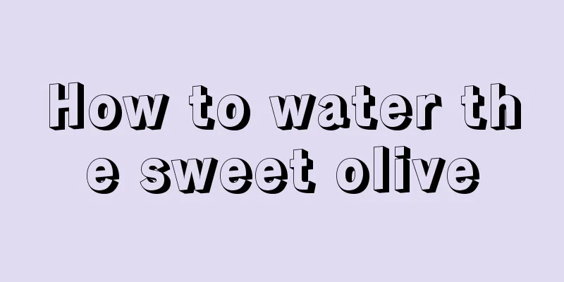 How to water the sweet olive