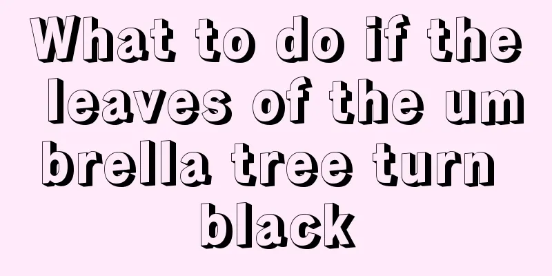 What to do if the leaves of the umbrella tree turn black