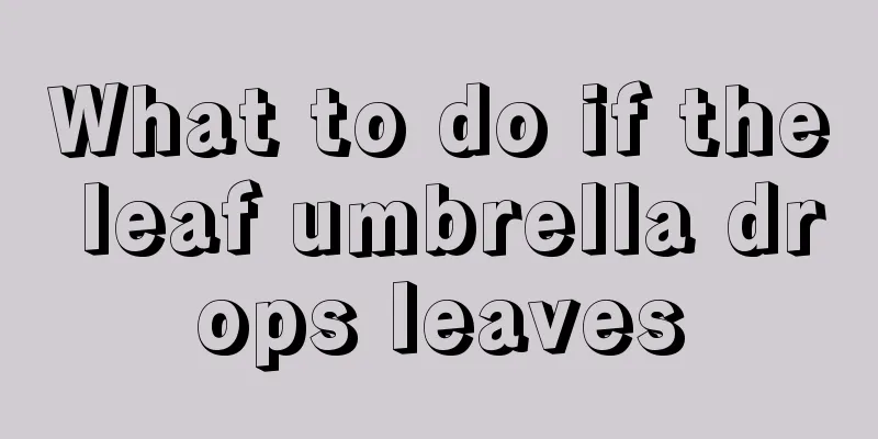 What to do if the leaf umbrella drops leaves