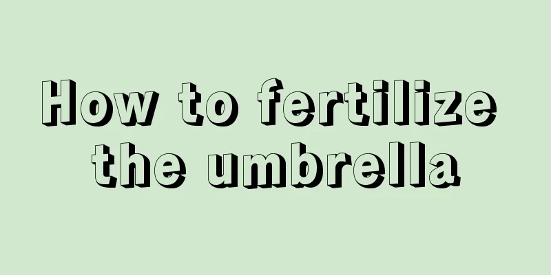 How to fertilize the umbrella