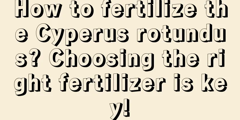 How to fertilize the Cyperus rotundus? Choosing the right fertilizer is key!