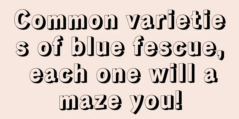 Common varieties of blue fescue, each one will amaze you!